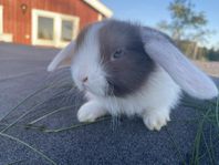 underbara Dvärgvädursungar 