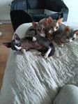 Devon rex kattungar
