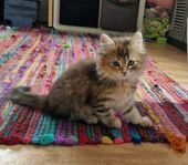 kattungar maine coon/chinchilla perser