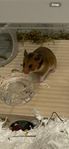 Guldhamster