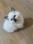 Ragdoll Kattungar