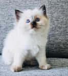 Ragdollhonor