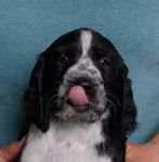 Engelsk Springer Spaniel valp