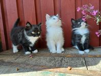 Kattungar.