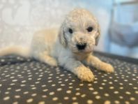 Goldendoodlevalpar Goldendoodlef1b