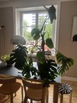 Monstera