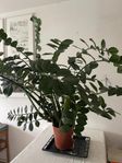 Jättestor Zamiakalla - Garderobsblomma