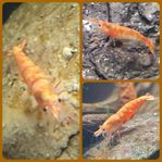 sunburst neocaridina 