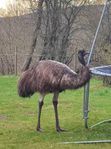 2 st emu