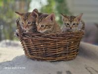 Ocicat kattungar