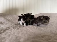 kattungar (europeisk korthår)