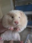Guldhamsterungar 3 st söker sitt hem 