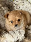 Chihuahua valpar långhåriga