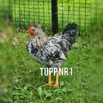 2 fina tuppar. Renrasiga Islandshöns. 