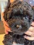 Pudel Bichon Fris’e valpar