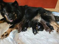 Finsk Lapphund hanvalp