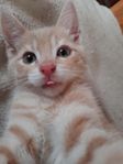 Lekfull kattunge