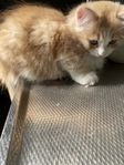 Kattungar Norsk skogskatt/Perser-Ragdoll