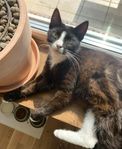 omplacering av katt