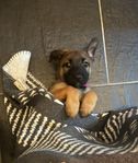 Lillan - Malinois/Holländare valp