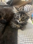 kattungar 1000 kr st (till bra hem)