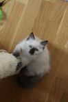 Ragdoll kattungar med stamtavla 