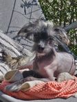 Hanvalp nakenhund