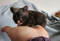 Guldhamsterunge