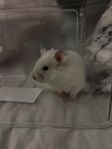 Guld Hamster Hane 
