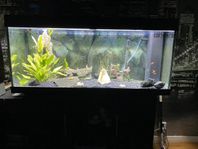 akvarium 240 liter 