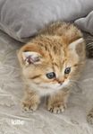 korthåriga brittiska kattungar 