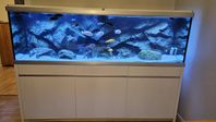 Akvarium Akvastabil Move 720 liter