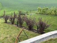 Smällspirea Diabolo