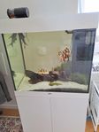 aquarim