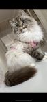 Chinchilla perser Brittisk långhår Maine coon Ragdoll katt