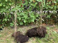 Två Klematis-plantor bortskänkes 