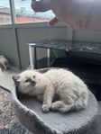 (kattungar ragdoll )4st honor (1 st hane )