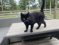Kastrerad honkatt som jagar möss 