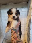 Australian Shepherd 