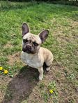 Fransk bulldog tik 