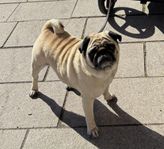 Mops söker nytt hem