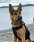 rottweiler och schäfer valpar