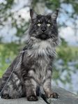 Maine Coon hane till avel.