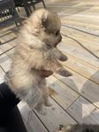 Pomeranian hane SKK