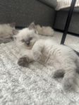 Ragdoll kattungar 