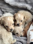 Maltipoo valpar
