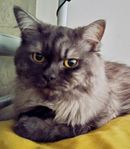 Chinchilla Perser/Brittisk långhårig (vaccin.. id, kastrer