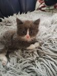 kattungar