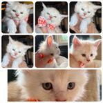 Maine coon hanar