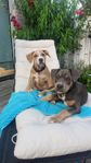 hundvalpar Cane Corso/staffe